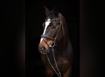 Österreichisches Warmblut, Wallach, 4 Jahre, 167 cm, Brauner