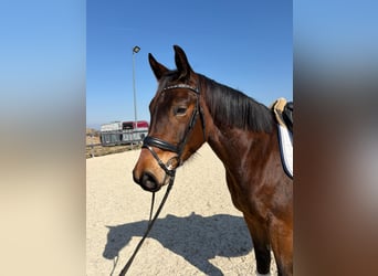 Österreichisches Warmblut, Wallach, 4 Jahre, 167 cm, Brauner