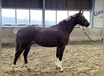 Österreichisches Warmblut, Wallach, 4 Jahre, 167 cm, Fuchs