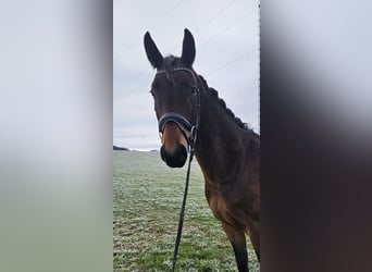 Österreichisches Warmblut, Wallach, 4 Jahre, 168 cm, Brauner
