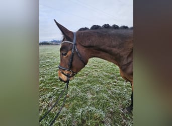 Österreichisches Warmblut, Wallach, 4 Jahre, 168 cm, Brauner