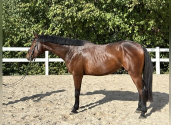 Österreichisches Warmblut, Wallach, 4 Jahre, 168 cm, Brauner