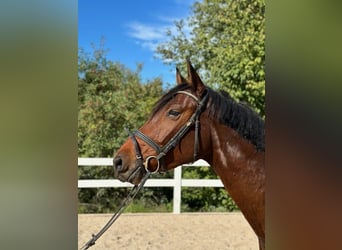 Österreichisches Warmblut, Wallach, 4 Jahre, 168 cm, Brauner