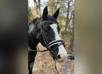 Österreichisches Warmblut, Wallach, 4 Jahre, 168 cm, Rappe