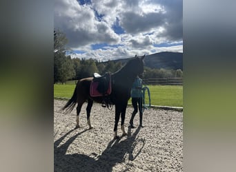 Österreichisches Warmblut, Wallach, 4 Jahre, 168 cm, Rappe