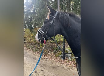 Österreichisches Warmblut, Wallach, 4 Jahre, 168 cm, Rappe