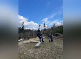 Österreichisches Warmblut, Wallach, 4 Jahre, 168 cm, Rappe