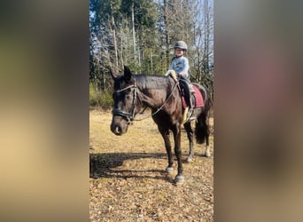 Österreichisches Warmblut, Wallach, 4 Jahre, 168 cm, Rappe