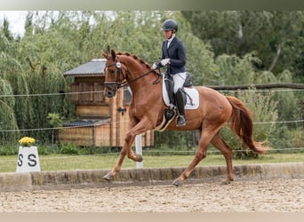 Österreichisches Warmblut, Wallach, 4 Jahre, 169 cm, Fuchs