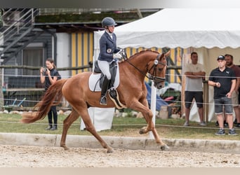 Österreichisches Warmblut, Wallach, 4 Jahre, 169 cm, Fuchs
