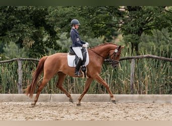 Österreichisches Warmblut, Wallach, 4 Jahre, 169 cm, Fuchs