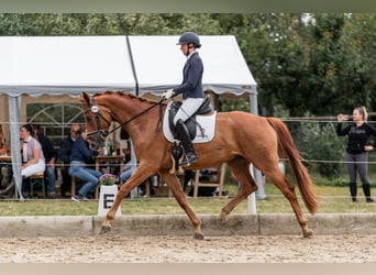 Österreichisches Warmblut, Wallach, 4 Jahre, 169 cm, Fuchs