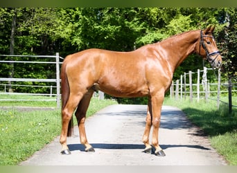 Österreichisches Warmblut, Wallach, 4 Jahre, 169 cm, Fuchs