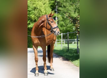 Österreichisches Warmblut, Wallach, 4 Jahre, 169 cm, Fuchs