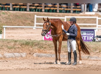 Österreichisches Warmblut, Wallach, 4 Jahre, 169 cm, Fuchs