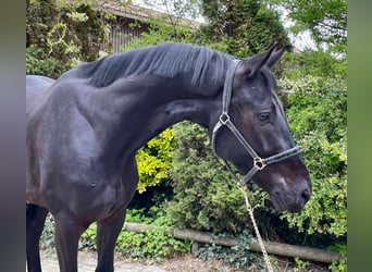 Österreichisches Warmblut, Wallach, 4 Jahre, 169 cm, Rappe
