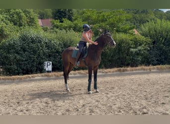 Österreichisches Warmblut, Wallach, 4 Jahre, 170 cm, Dunkelbrauner