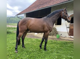 Österreichisches Warmblut, Wallach, 4 Jahre, 170 cm, Dunkelbrauner
