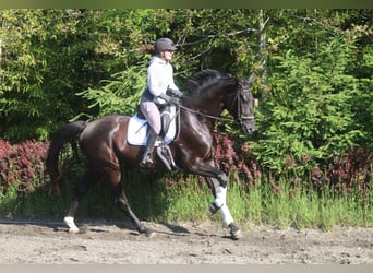 Österreichisches Warmblut, Wallach, 4 Jahre, 170 cm, Rappe