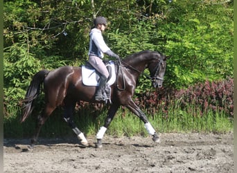 Österreichisches Warmblut, Wallach, 4 Jahre, 170 cm, Rappe