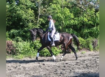 Österreichisches Warmblut, Wallach, 4 Jahre, 170 cm, Rappe