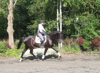 Österreichisches Warmblut, Wallach, 4 Jahre, 170 cm, Rappe