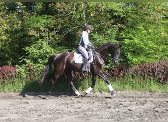 Österreichisches Warmblut, Wallach, 4 Jahre, 170 cm, Rappe