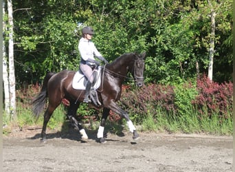 Österreichisches Warmblut, Wallach, 4 Jahre, 170 cm, Rappe