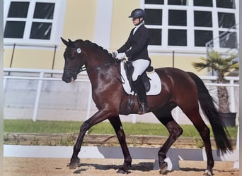 Österreichisches Warmblut, Wallach, 4 Jahre, 170 cm, Rappe