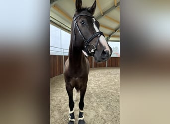 Österreichisches Warmblut, Wallach, 4 Jahre, 170 cm, Schwarzbrauner