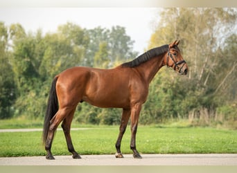 Österreichisches Warmblut, Wallach, 4 Jahre, 171 cm, Brauner