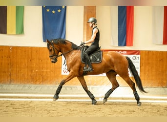 Österreichisches Warmblut, Wallach, 4 Jahre, 171 cm, Brauner