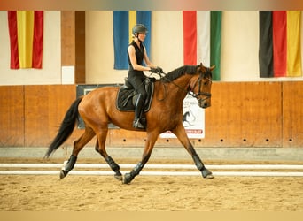 Österreichisches Warmblut, Wallach, 4 Jahre, 171 cm, Brauner