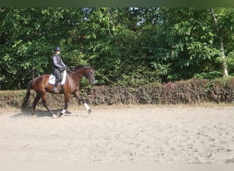 Österreichisches Warmblut, Wallach, 4 Jahre, 171 cm, Rappe