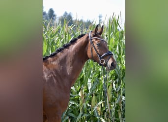 Österreichisches Warmblut, Wallach, 4 Jahre, 172 cm, Brauner