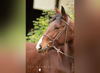 Österreichisches Warmblut, Wallach, 4 Jahre, 172 cm, Brauner