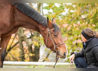 Österreichisches Warmblut, Wallach, 4 Jahre, 172 cm, Brauner