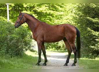 Österreichisches Warmblut, Wallach, 4 Jahre, 172 cm, Brauner