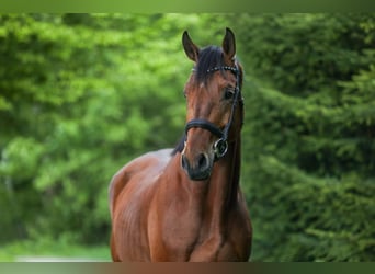 Österreichisches Warmblut, Wallach, 4 Jahre, 172 cm, Brauner