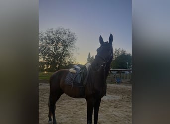 Österreichisches Warmblut, Wallach, 4 Jahre, 172 cm, Schwarzbrauner