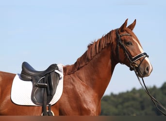 Österreichisches Warmblut, Wallach, 4 Jahre, 173 cm, Fuchs