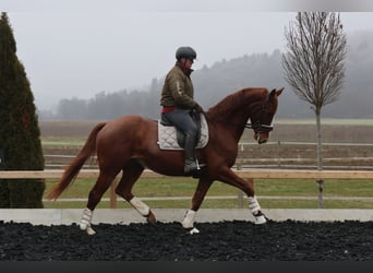 Österreichisches Warmblut, Wallach, 4 Jahre, 173 cm, Fuchs