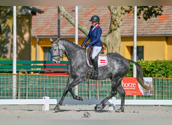 Österreichisches Warmblut, Wallach, 4 Jahre, 173 cm, Schimmel