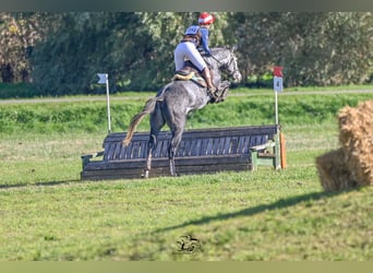 Österreichisches Warmblut, Wallach, 4 Jahre, 173 cm, Schimmel