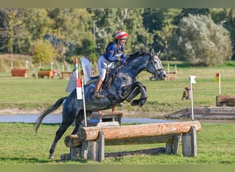 Österreichisches Warmblut, Wallach, 4 Jahre, 173 cm, Schimmel