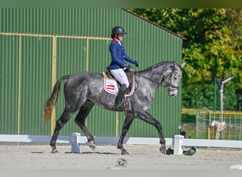 Österreichisches Warmblut, Wallach, 4 Jahre, 173 cm, Schimmel