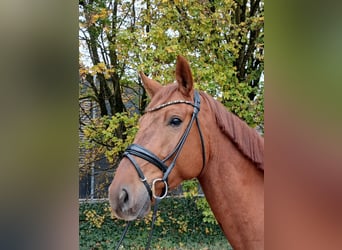 Österreichisches Warmblut, Wallach, 4 Jahre, 174 cm, Fuchs