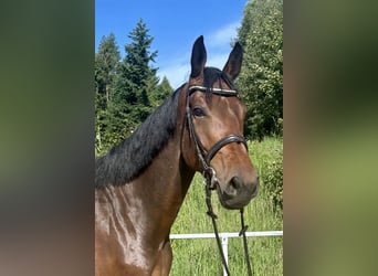 Österreichisches Warmblut, Wallach, 4 Jahre, 177 cm, Brauner