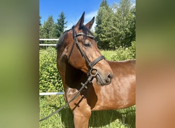 Österreichisches Warmblut, Wallach, 4 Jahre, 177 cm, Brauner