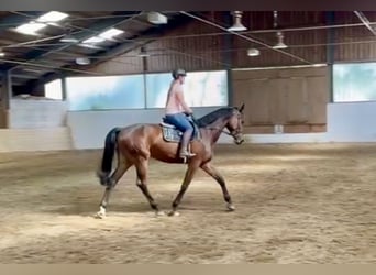 Österreichisches Warmblut, Wallach, 4 Jahre, 177 cm, Brauner